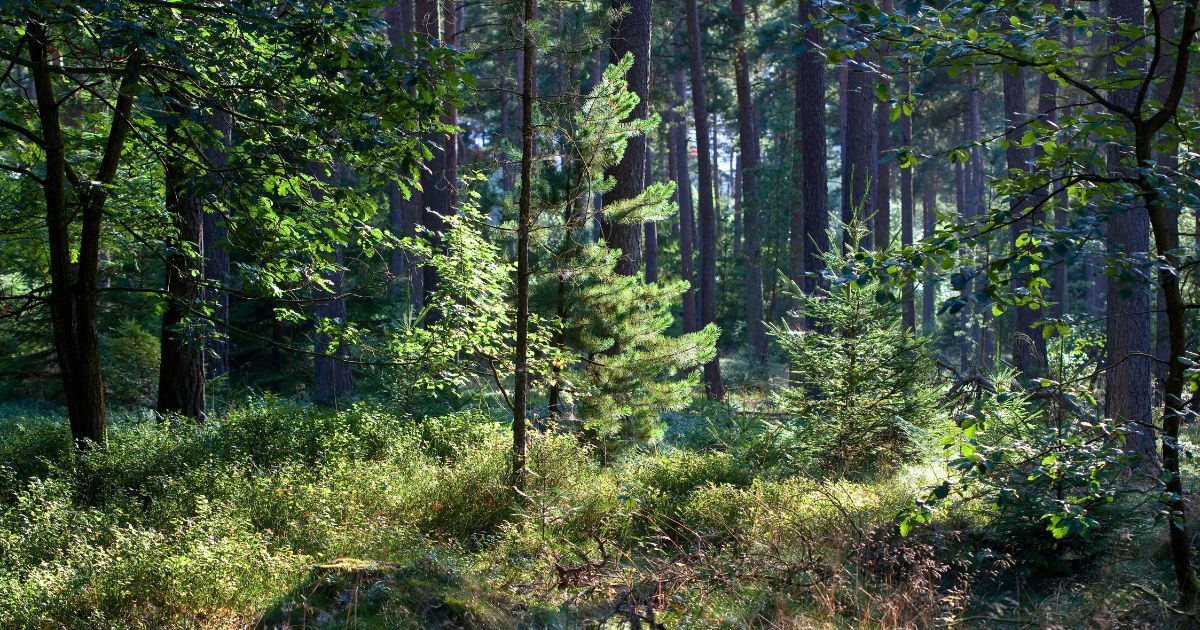 PFAS-regulaatio myrkyttömät sammuttimet 1200x630 px